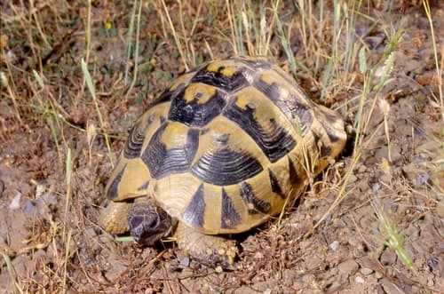 Hermann's Tortoise