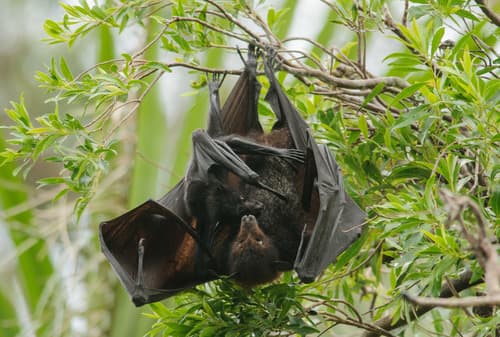 Black Flying-fox