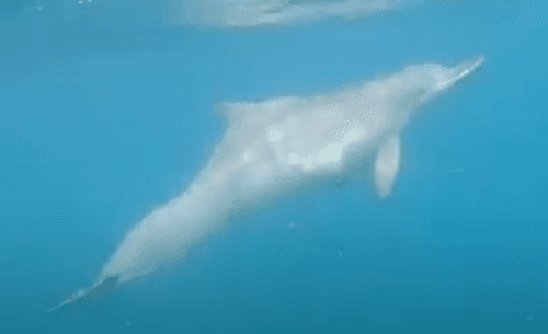 Indian Humpback Dolphin