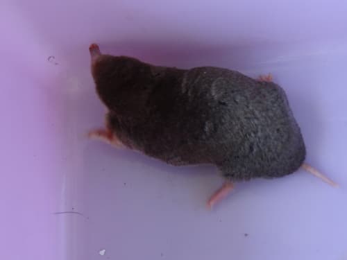 Eastern Mole