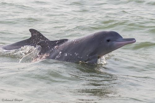 Indian Humpback Dolphin