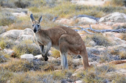 Common Wallaroo