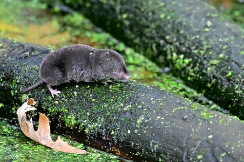 Northern Short-tailed Shrew