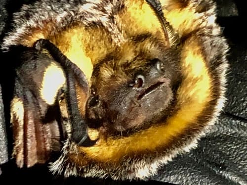 Northern Hoary Bat