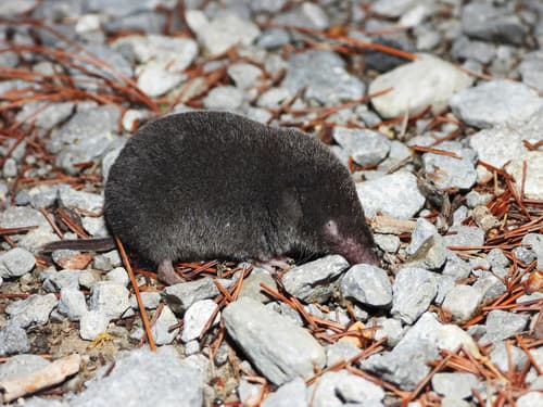 Northern Short-tailed Shrew