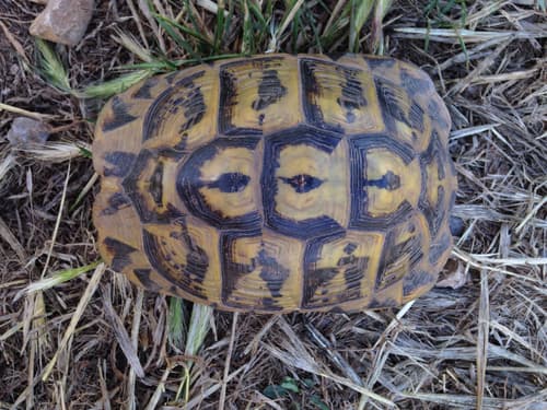 Hermann's Tortoise