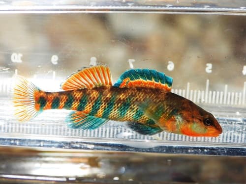 Rainbow Darter