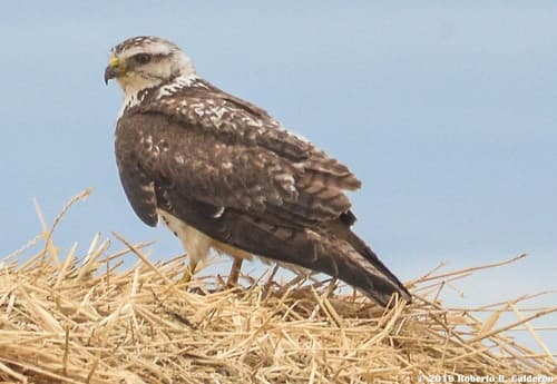Swainson's Hawk