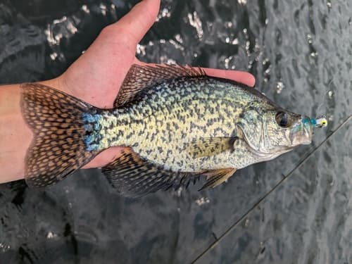 Black Crappie