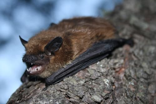 Big Brown Bat