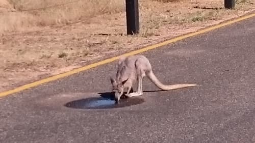 Common Wallaroo