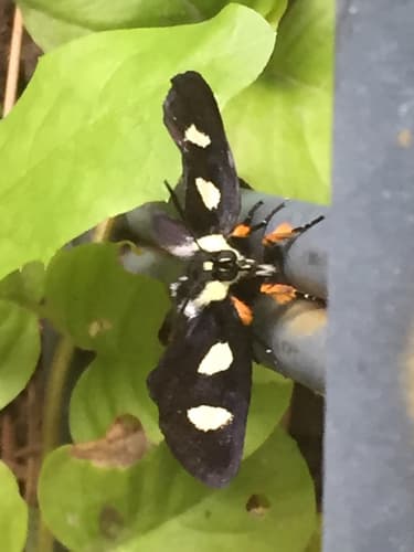 Eight-spotted Forester Moth