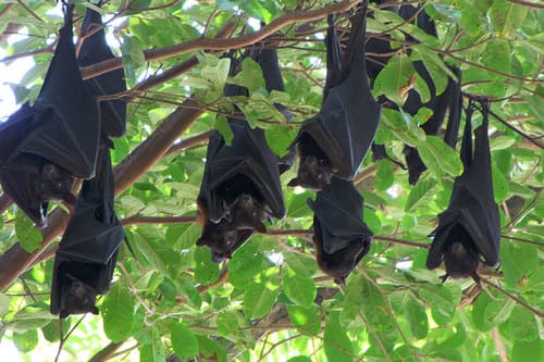 Black Flying-fox