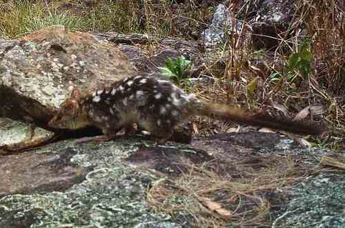 Northern Quoll