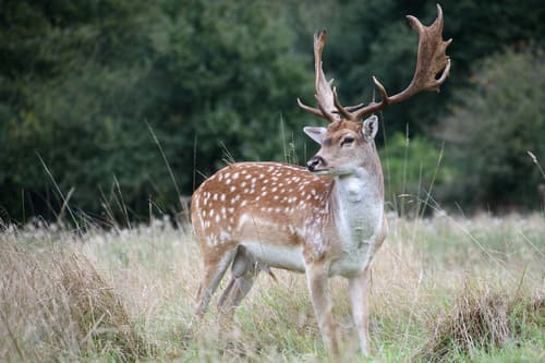 European Fallow Deer