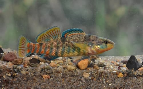 Rainbow Darter