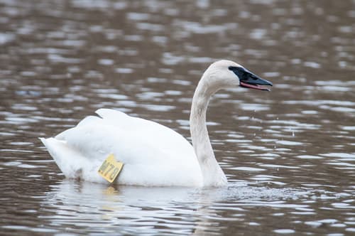 Trumpeter Swan