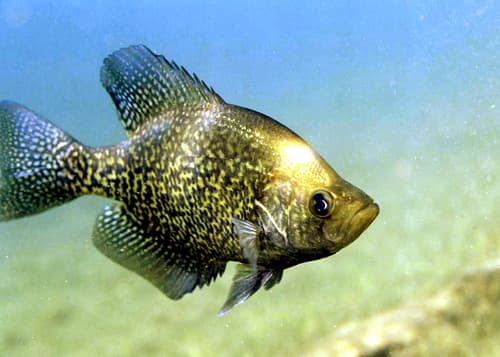 Black Crappie
