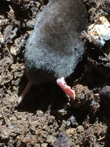 Eastern Mole