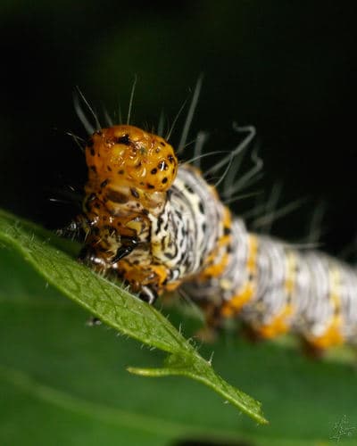 Eight-spotted Forester Moth