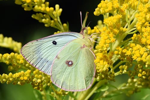 Clouded Sulphur