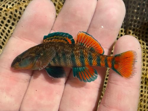 Rainbow Darter