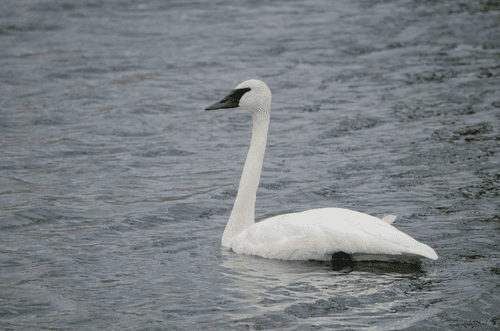 Trumpeter Swan
