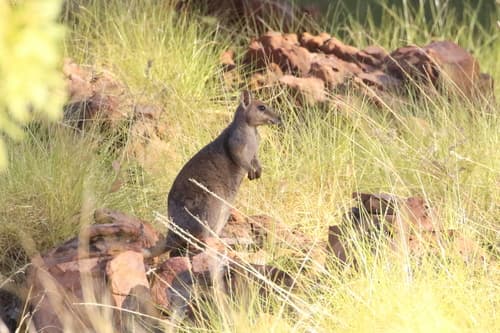Western Short-eared Rock Wallaby