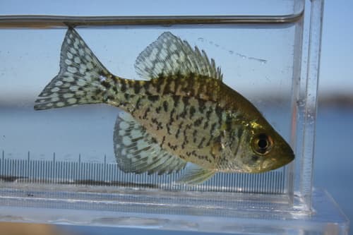 Black Crappie