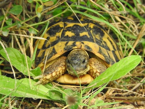 Hermann's Tortoise