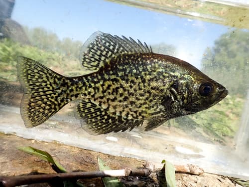 Black Crappie