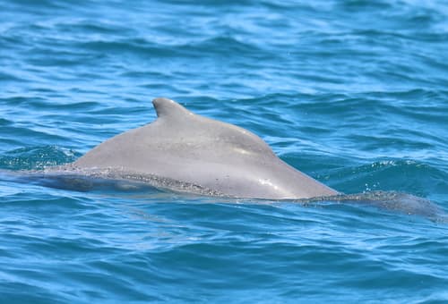 Indian Humpback Dolphin