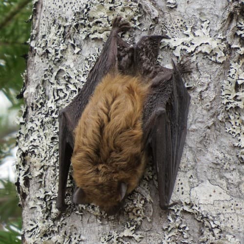 Big Brown Bat