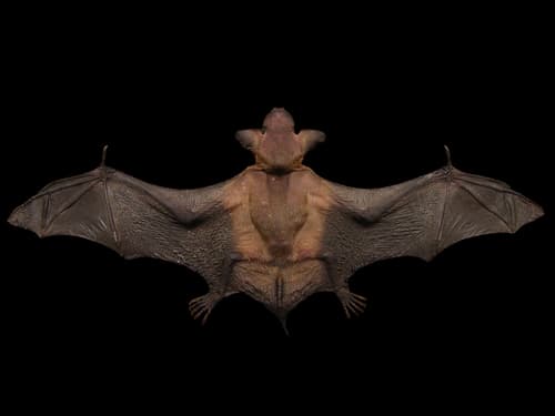 Big Brown Bat