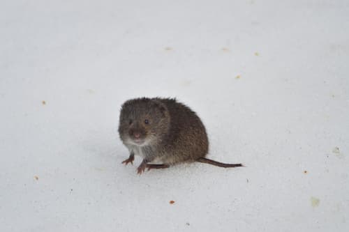 Eastern Meadow Vole
