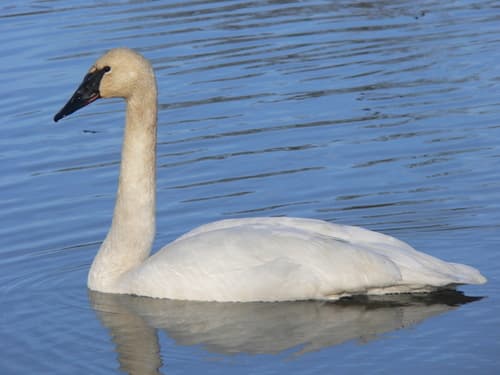 Trumpeter Swan