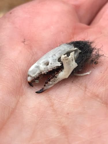 Northern Short-tailed Shrew