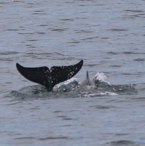 Indian Humpback Dolphin