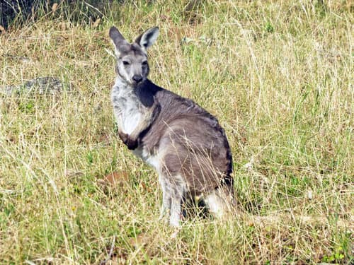 Common Wallaroo