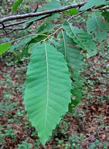 American chestnut