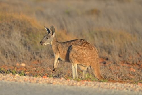 Common Wallaroo
