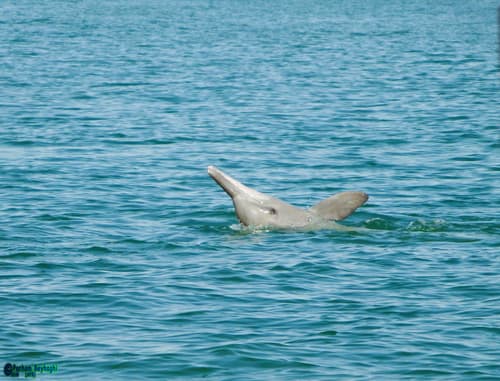 Indian Humpback Dolphin