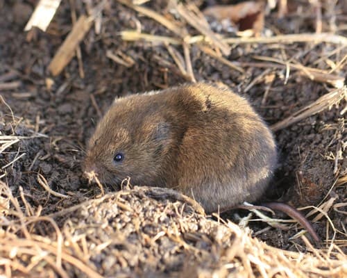 Eastern Meadow Vole