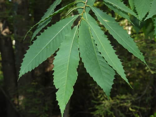 American chestnut