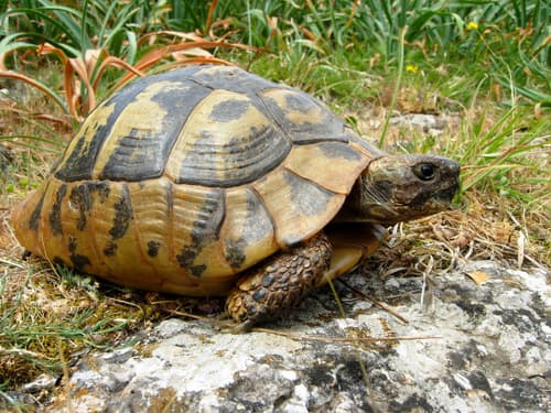Hermann's Tortoise