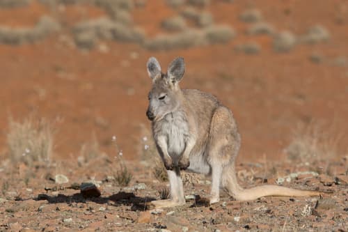 Common Wallaroo