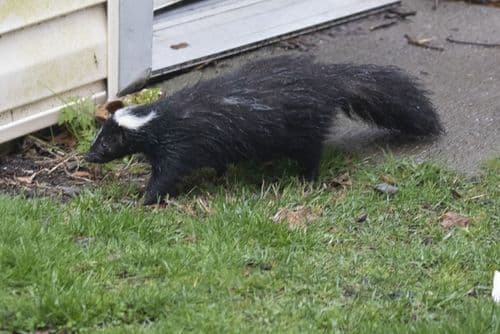 Striped Skunk