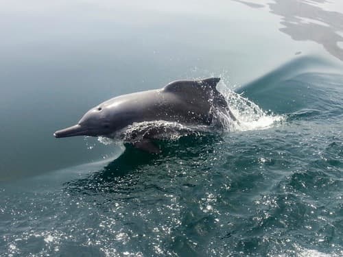 Indian Humpback Dolphin