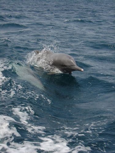 Indian Humpback Dolphin