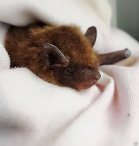 Big Brown Bat